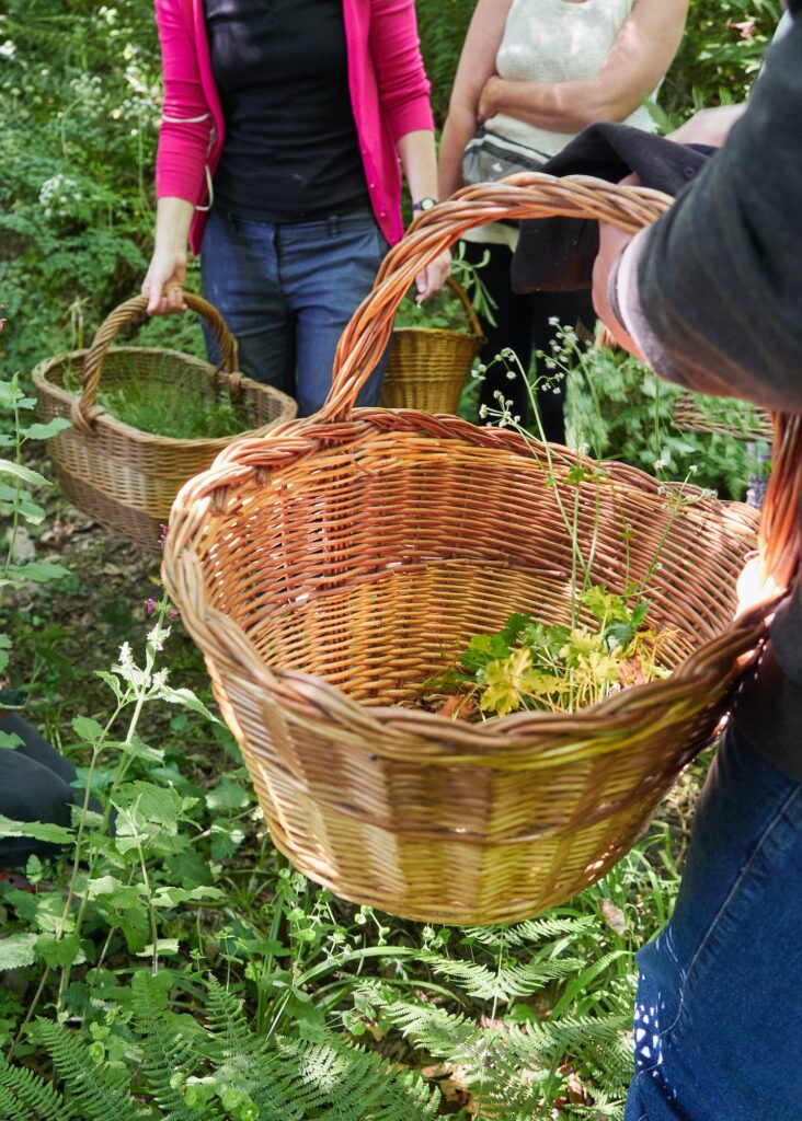 Collecting plants in nature, outdoor leisure activity.